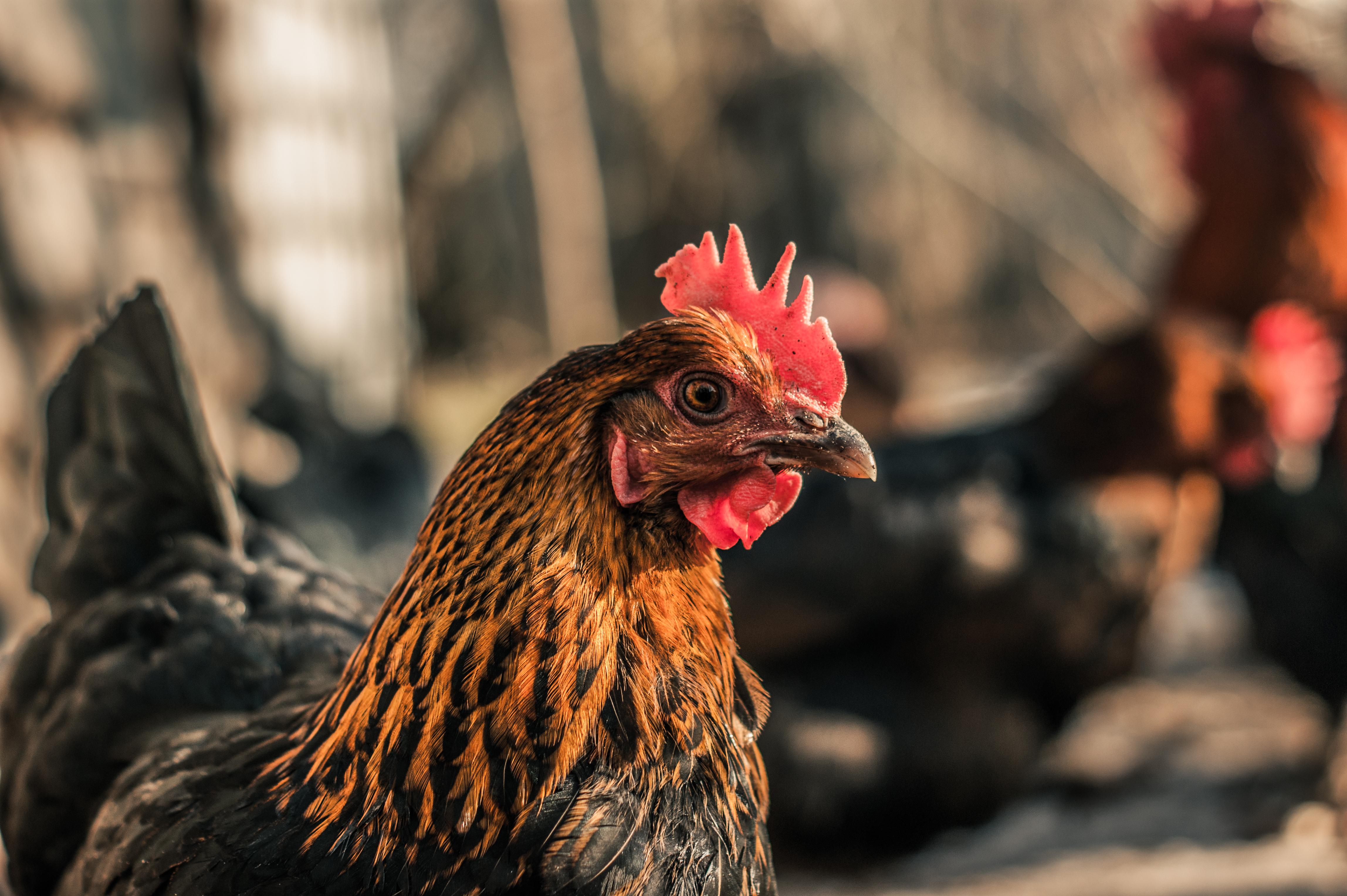 Characters from the game It Takes Two